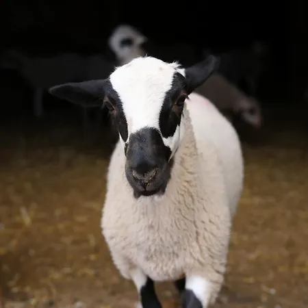 度假居 Amador Villarroya de los Pinares