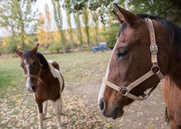 Amador Villarroya de los Pinares
