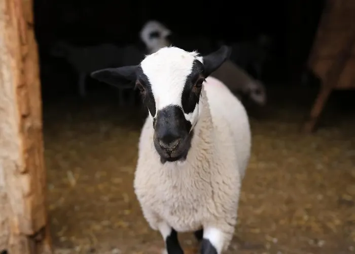 Tatil Evi Amador Villarroya de los Pinares
